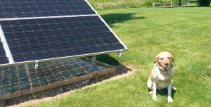 A yellow lab sits next to a ground mount solar array in the sun