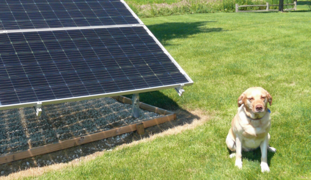 A yellow lab sits next to a ground mount solar array in the sun
